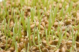 ростки пшеницы