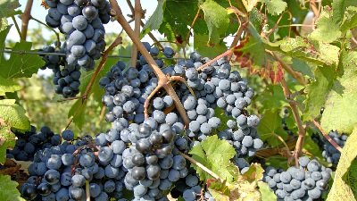 виноград пино нуар