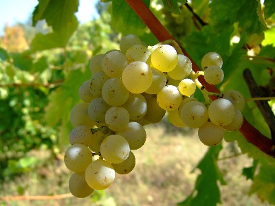 виноград совиньон блан