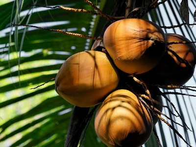кокосы на пальме