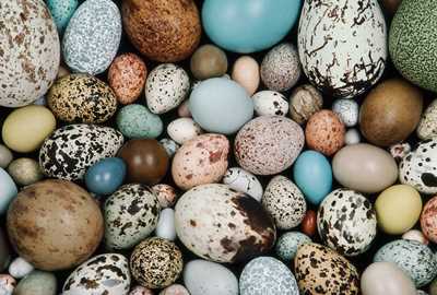 разные птичьи яйца
