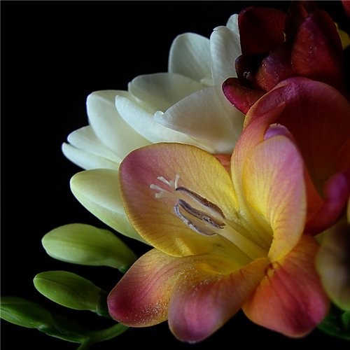 http://www.good-cook.ru/i/big/1/1/11f9dce97b353d59afa51609a8b40a56.jpg