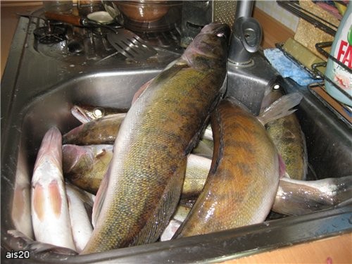 Вернулся мой любимый с рыбалки, не могу не похвастаться, наловил судаков на 11 кг общим весом так ч... - 2