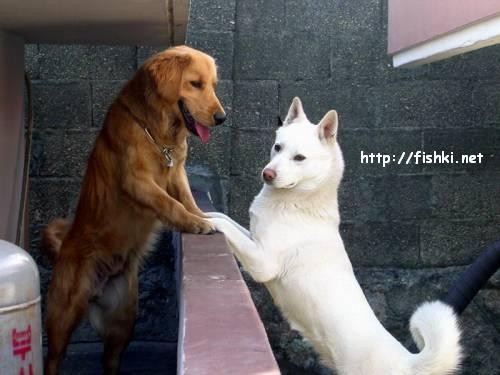 Любофф