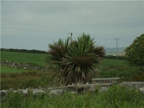 homyak - Yucca Palm Trees     -      ,    ... - 3