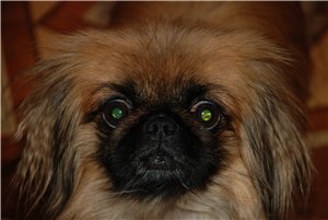 Макар