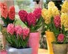 Пахистахис Денежное дерево - 7