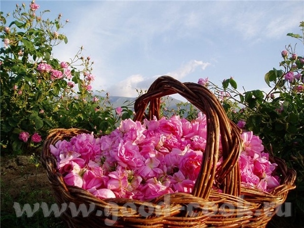 Праздник нынче у Галины