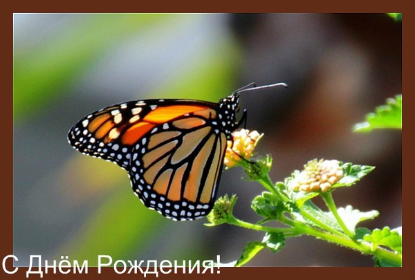 C Днём Рождения