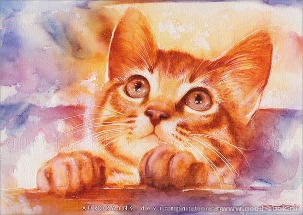 котик