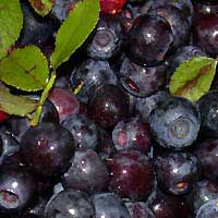 Черника и Голубика - английское название: Bilberry, Black whortleberry, dyeberry, whinberry, , burr... - 3