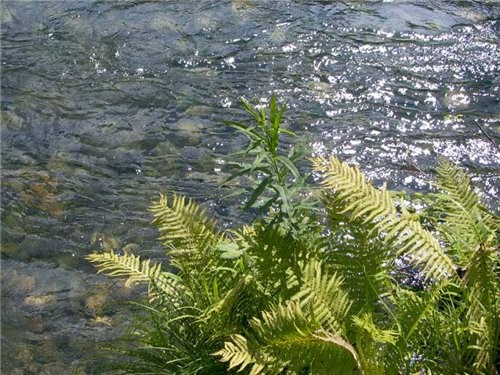 река Она папоротники пью воду - 2