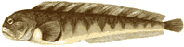 Горбуша - 2