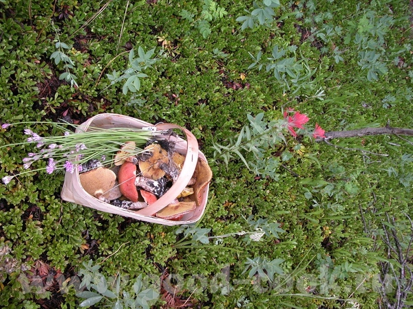 Основную часть грибов мы собрали вот под такими "кустиками", мне всё время хочется назвать их "люти... - 3