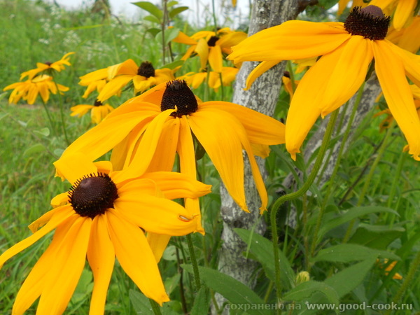     ,   ,   , ,      ... - 3