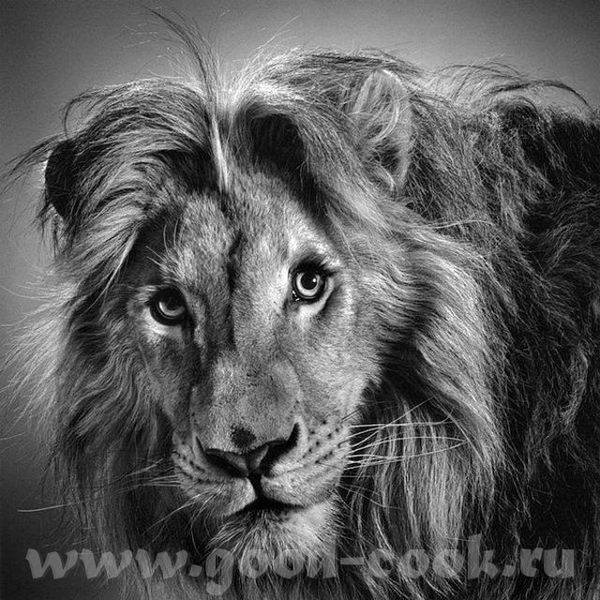 Рисунки карандашом Dan Schultz
