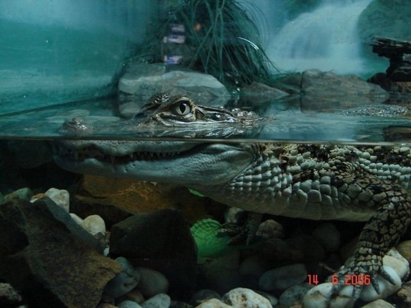 ,  ,       blink - 2