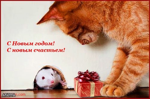 Девочки, дорогие мои