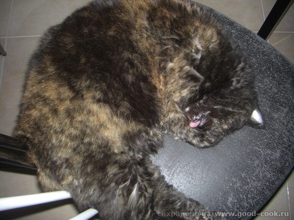 коты