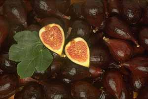 Жимолость (honeysuckle) Барбарис (barberry) Инжир (винная ягода) (fig) - 3