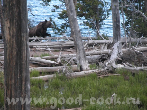    "Grand Teton"  &#39;  "Yellowstone" - 6