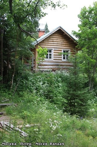 Коневский Скит А дорога продолжается Одинокая берёзка среди соснового леса - 3