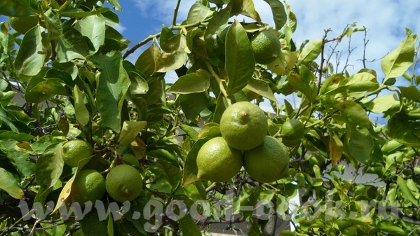 Мандарины limony Оливки - 2