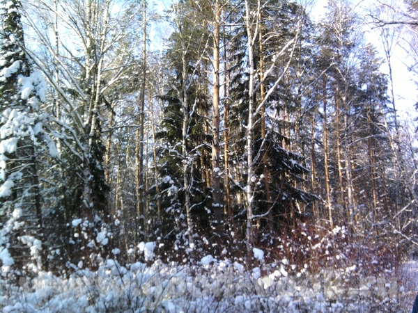 Зайцы там бегают толпами, кругом их следы - 5