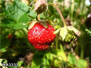 Ага, Маша, сластенка я , только сейчас ( и довольно продолжительное время ) на диете Викусь