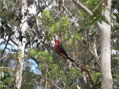 Сегодня птицей номер 3 будет King Parrot