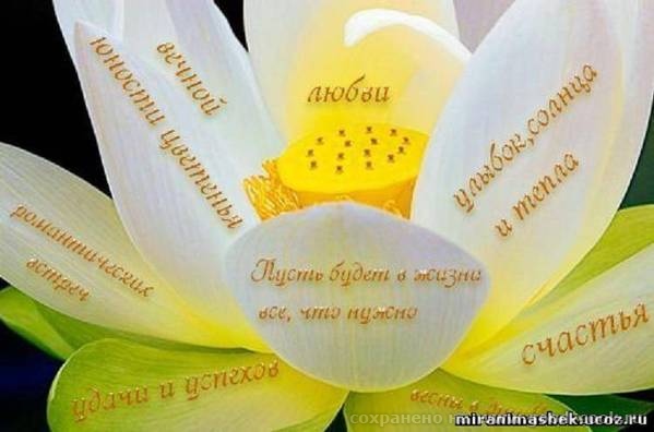 ромашечка