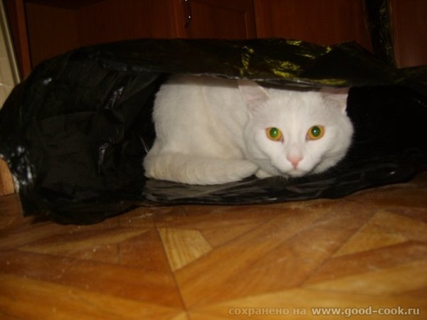 Это мой котик