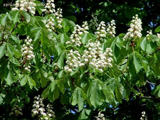 Девочки - 5