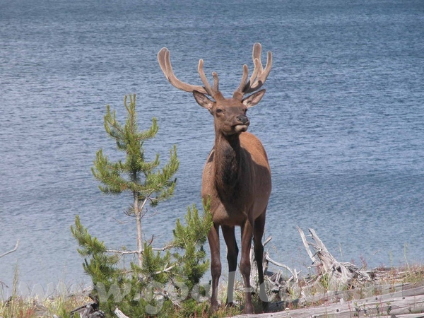    "Grand Teton"  &#39;  "Yellowstone" - 2