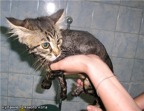 Еще одна фотка: купание грязного кота