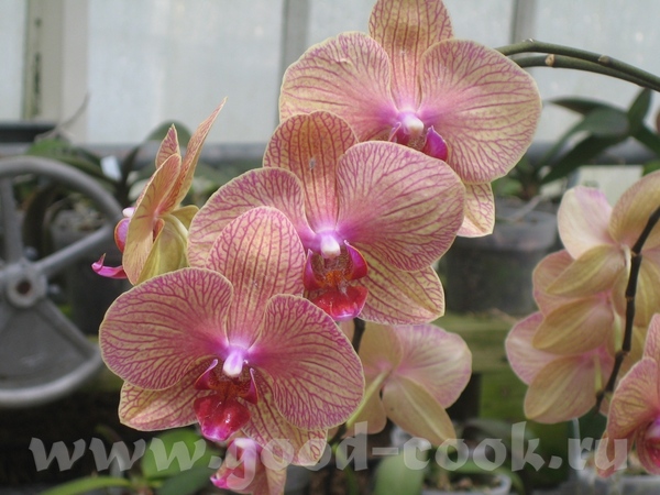 вот это орхидеи - 3