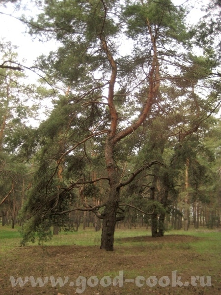 Красивые цветочки в зимнем саду - 2
