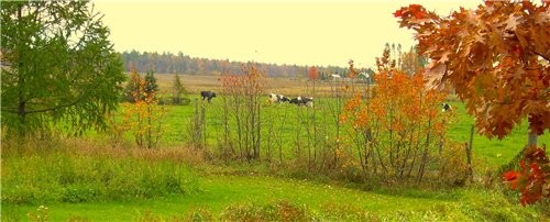 Вот такие ручные красноглазики - 2