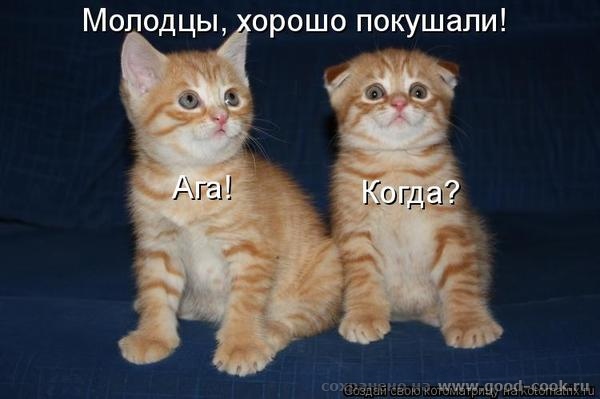 котята