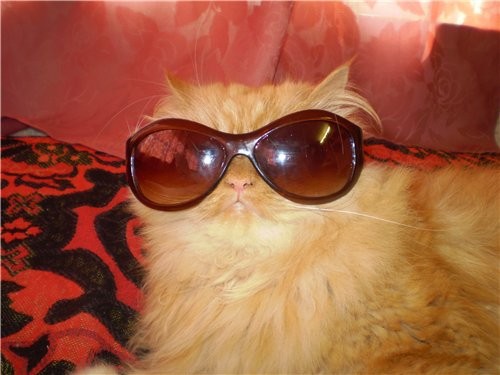 А это мой котик