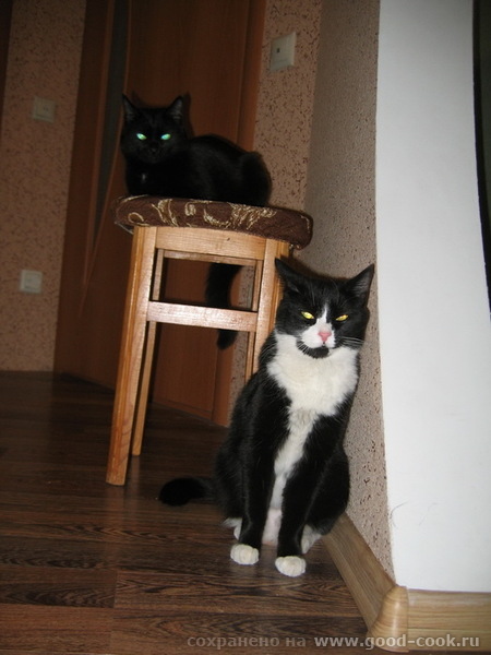Лена, какой симпатяга Муффик - 3