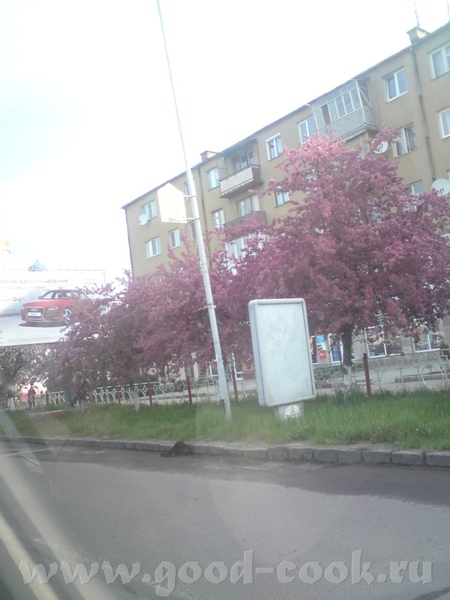 Впечатляют плантации тюльпанов - 2
