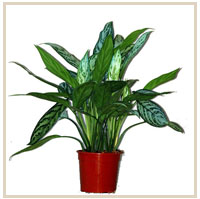 A crispum &#39;Silver queen&#39; (Aglaonema crispum &#39;Silver queen&#39;)    