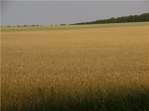 Украинская степь