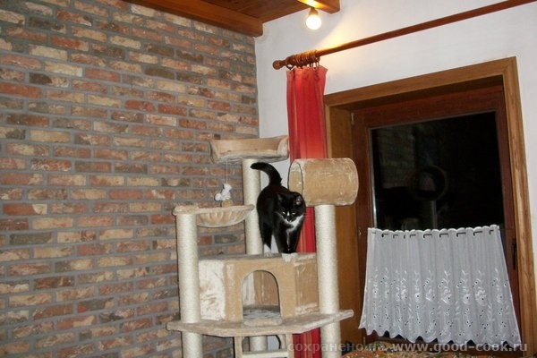 кот