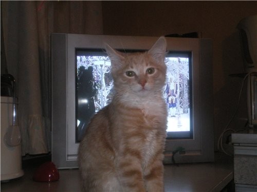 как ваш котик