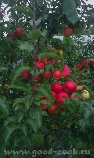 пусть год принесет много творческих плодов, как эта яблоневая веточка - 2