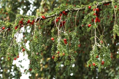 Ето светут камелия Biir Castle в парке YewBerries - 5