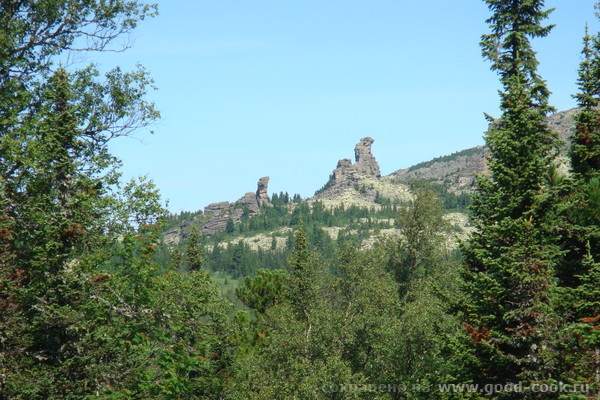 курумник верблюд.