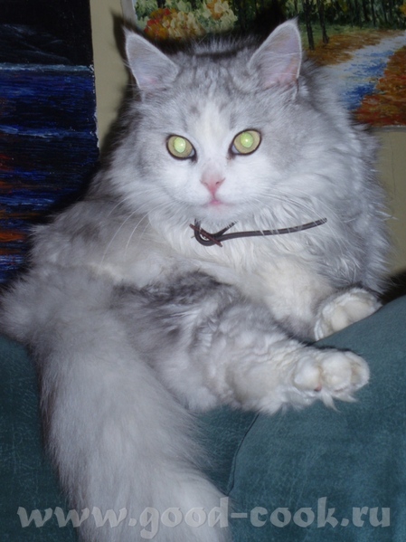 Смешной у вас котик А вот и мой как модель, он постарше, ему 11 лет уже, без вредных привычек почти
